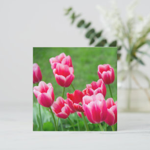 Tulipanes escarlatas lindos en el jardín