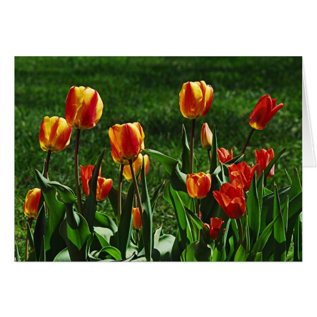 Tulipanes felices (Anverso (Horizontal))