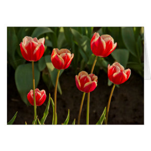 Tulipanes, Festival de Tulipanes, Woodburn, Oregon