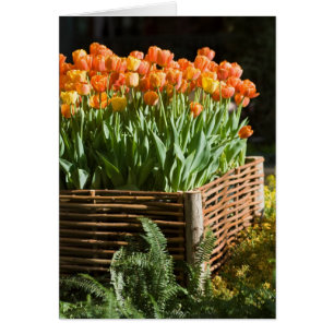 Tulipanes florecientes vibrantes