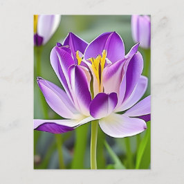 Tulipanes, flores, postal para el posttravesía