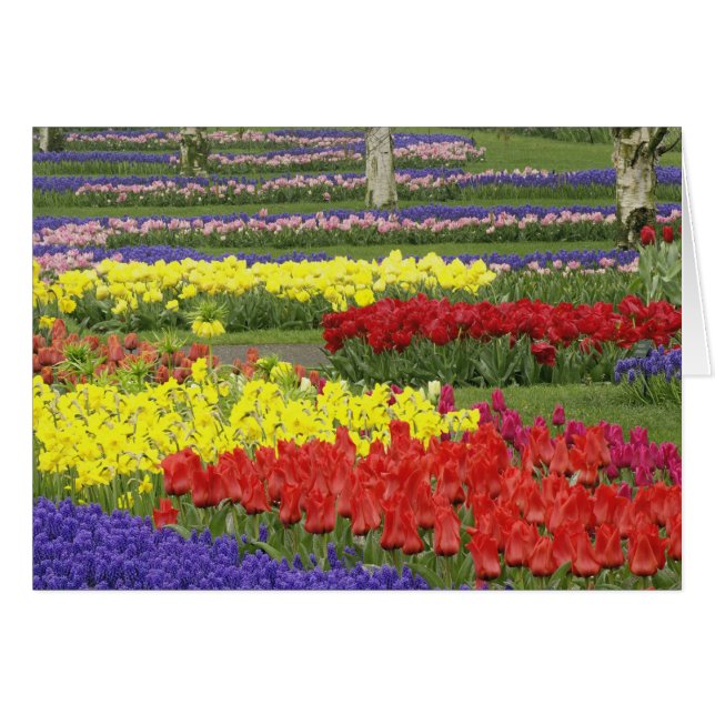 Tulipanes, jacintos de uva y narcisos, 2 (Anverso (Horizontal))