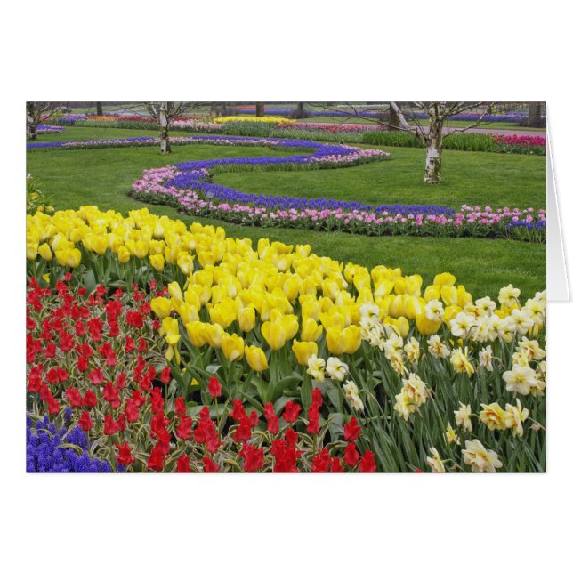 Tulipanes, jacintos y narcisos, (Anverso (Horizontal))