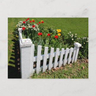 Tulipanes Jardín con Postal de la valla blanca