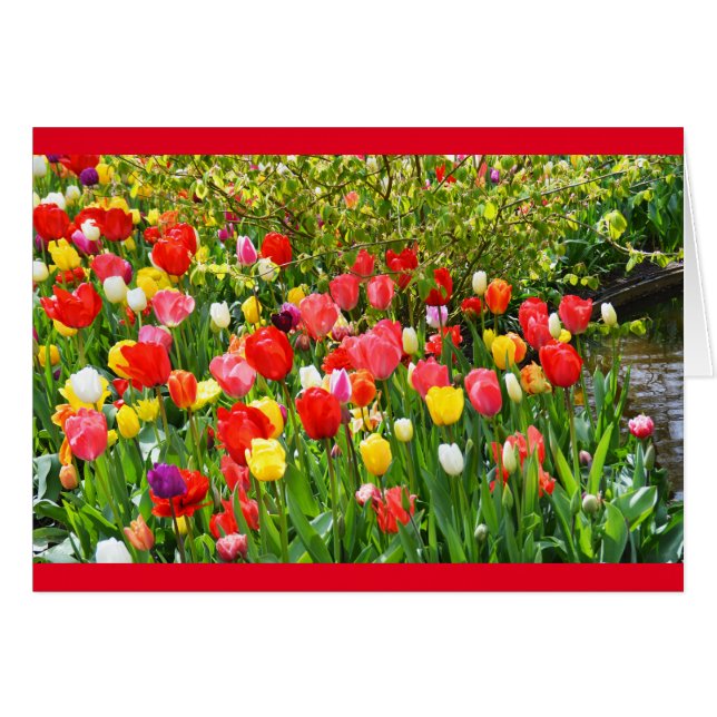Tulipanes mixtos (Anverso (Horizontal))