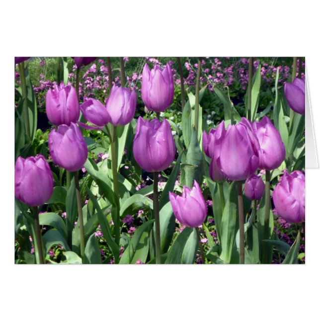tulipanes morados (Anverso (Horizontal))