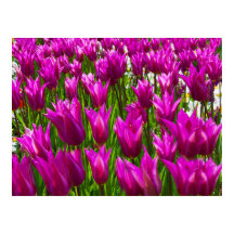 Tulipanes morados en Keukenhof, impresión en Holan
