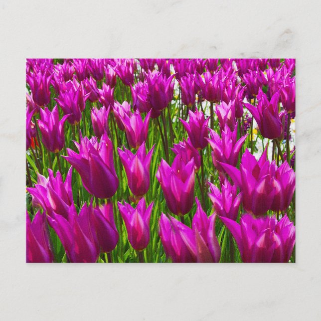 Tulipanes morados en Keukenhof, postal de la pared (Anverso)