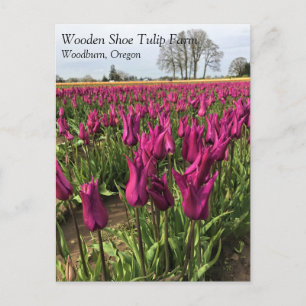 Tulipanes morados en la postal de campo