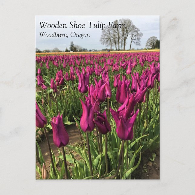 Tulipanes morados en la postal de campo (Anverso)