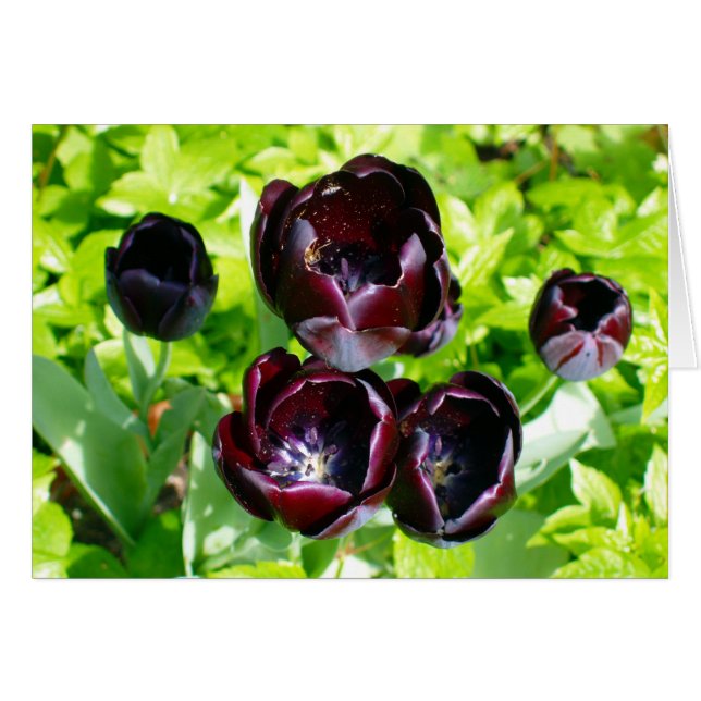 Tulipanes morados negros de Holanda (Anverso (Horizontal))