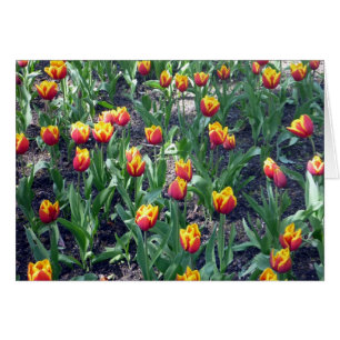 tulipanes naranjas