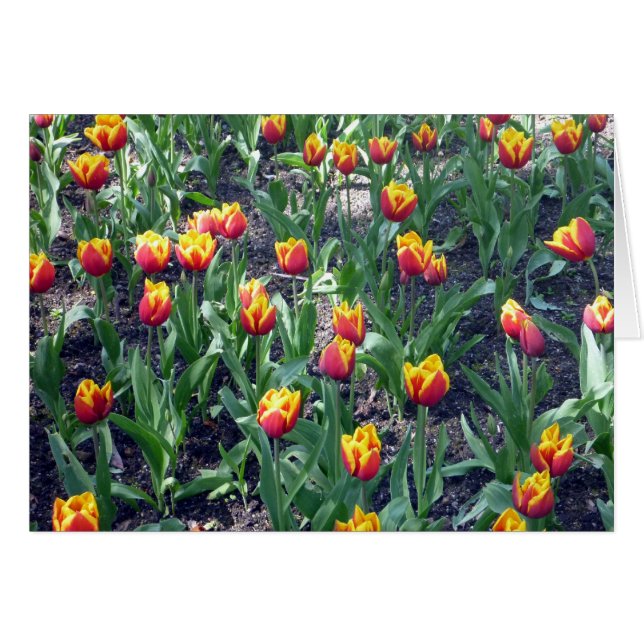 tulipanes naranjas (Anverso (Horizontal))