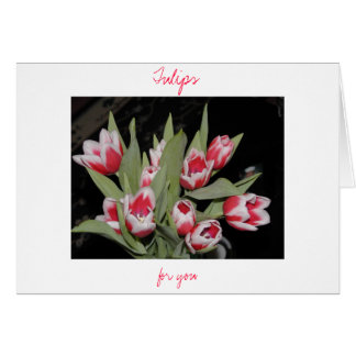 Tulipanes Para Usted