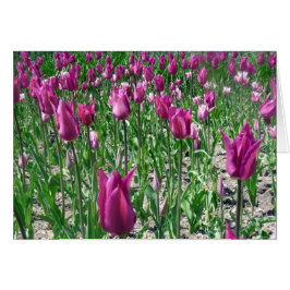 Tulipanes púrpura Regal