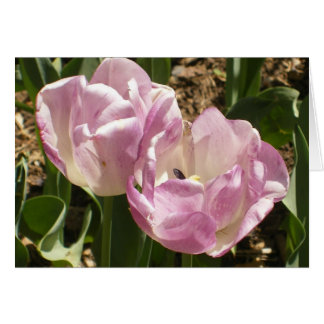 Tulipanes púrpuras del Central Park