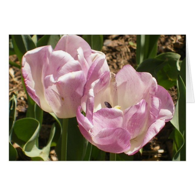 Tulipanes púrpuras del Central Park (Anverso (Horizontal))