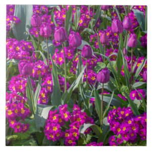 Tulipanes púrpuras y baldosa cerámica de las