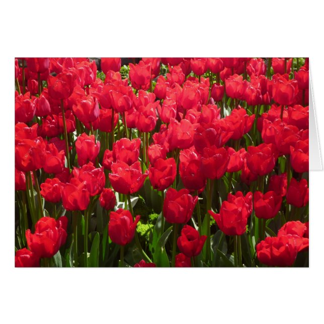 tulipanes rojos (Anverso (Horizontal))