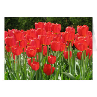 Tulipanes Rojos