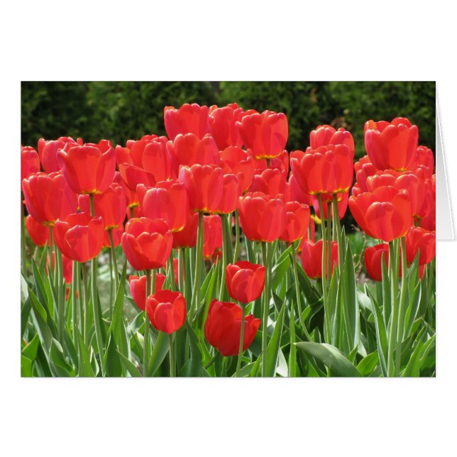 Tulipanes Rojos (Anverso (Horizontal))