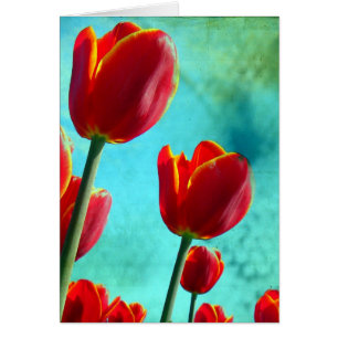 Tulipanes Rojos