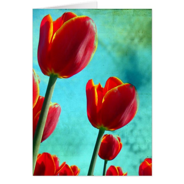 Tulipanes Rojos (Frente)