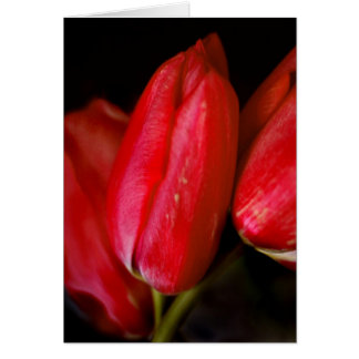Tulipanes Rojos