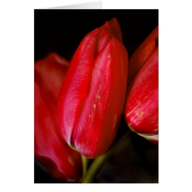 Tulipanes Rojos (Frente)
