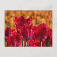 Tulipanes rojos con tarjeta postal de DIY de fondo
