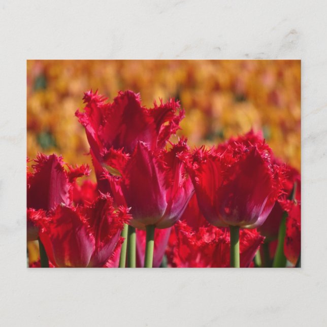 Tulipanes rojos con tarjeta postal de DIY de fondo (Anverso)