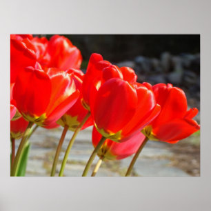 Tulipanes rojos Impresiones de arte floral Flores