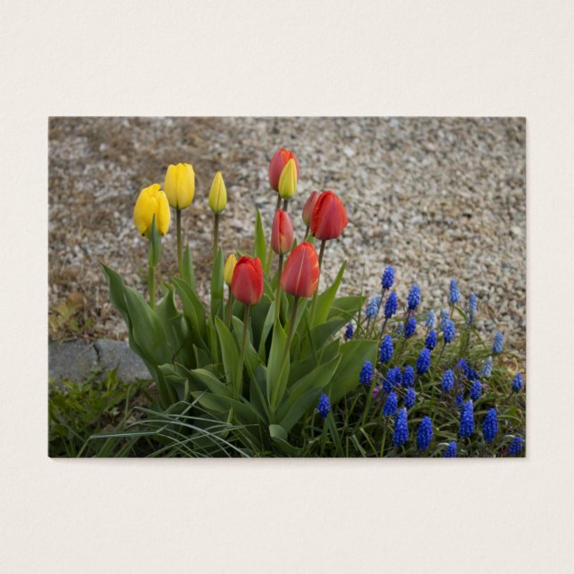 Tulipanes Rojos Y Amarillos (Frente)