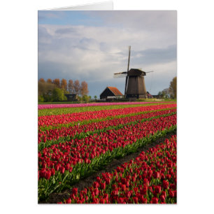 Tulipanes rojos y un molino de viento