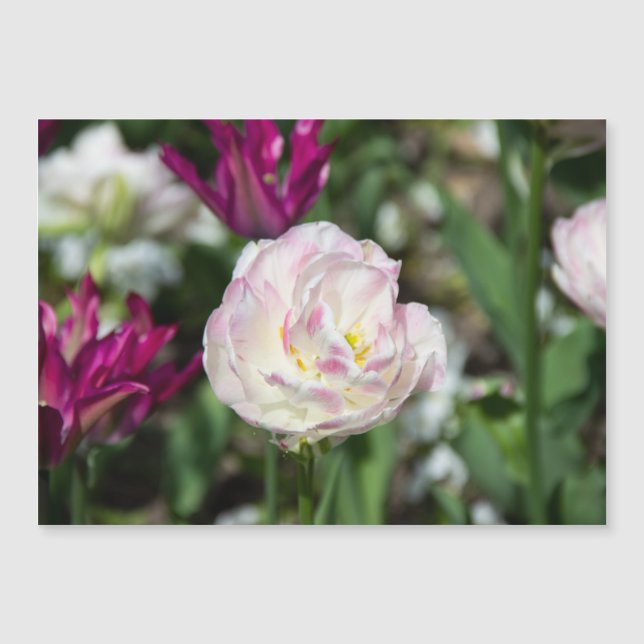 Tulipanes rosa brillante en un día soleado (Anverso)