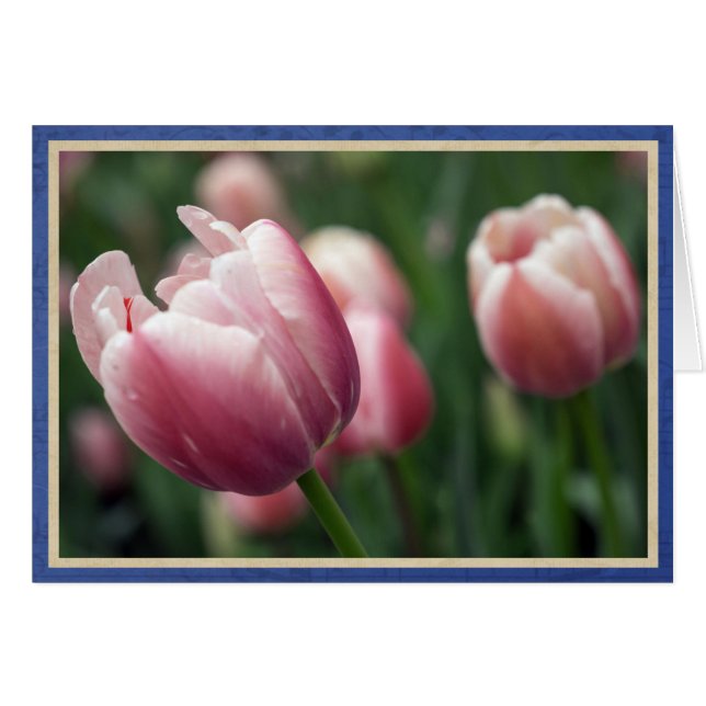 Tulipanes rosados (Anverso (Horizontal))