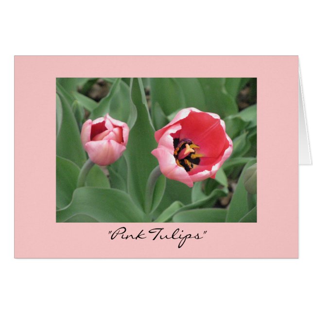 "Tulipanes rosados" (Anverso (Horizontal))