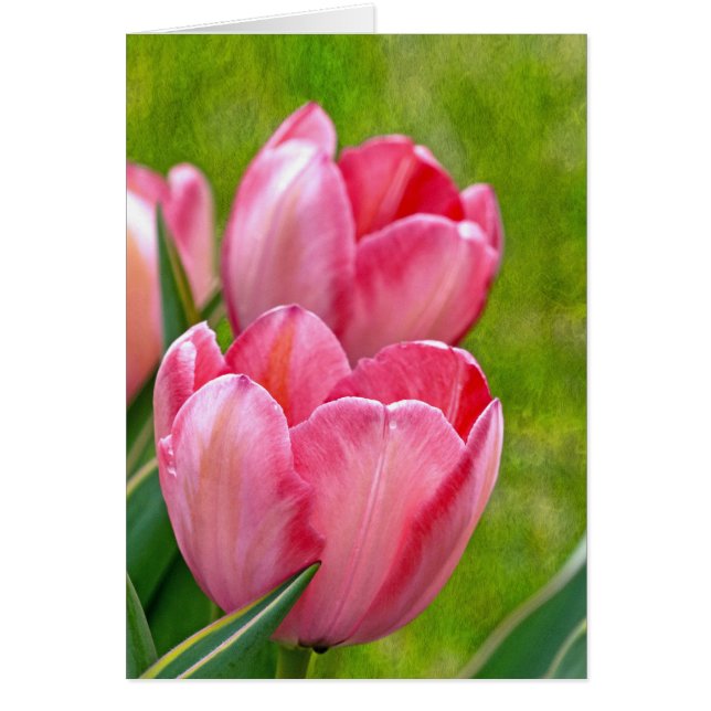 Tulipanes rosados (Frente)