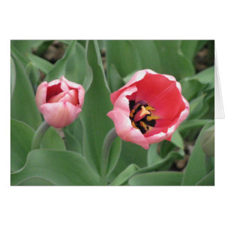 Tulipanes rosados
