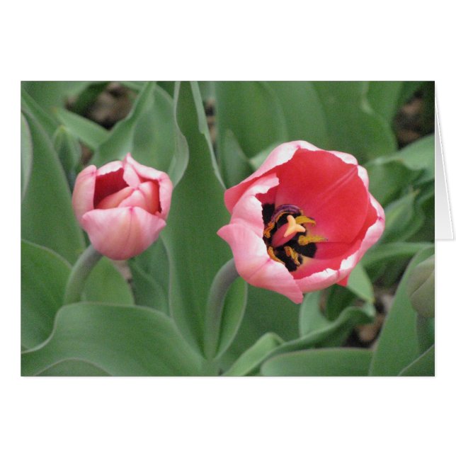 Tulipanes rosados (Anverso (Horizontal))