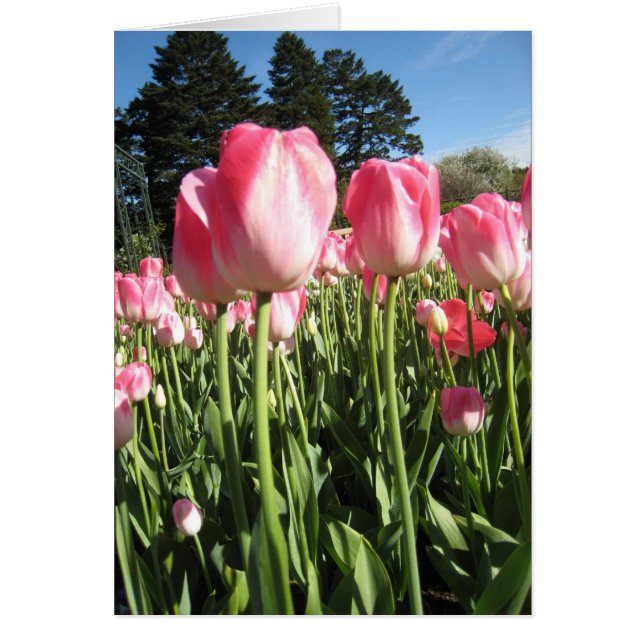 Tulipanes rosados (Frente)