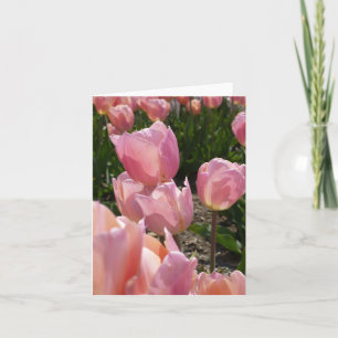 Tulipanes rosados