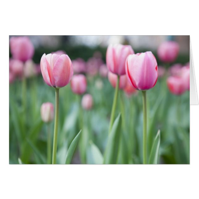 Tulipanes rosados (Anverso (Horizontal))