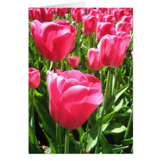 Tulipanes rosados (Frente)