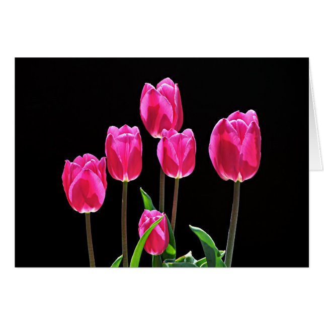 Tulipanes rosados calientes (Anverso (Horizontal))
