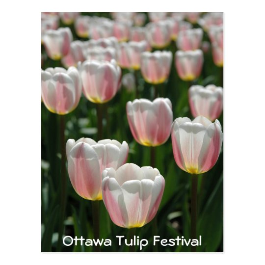 Tulipanes rosados de plata postal