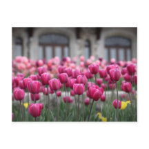 Tulipanes rosados en Montreal, Canadá - postal