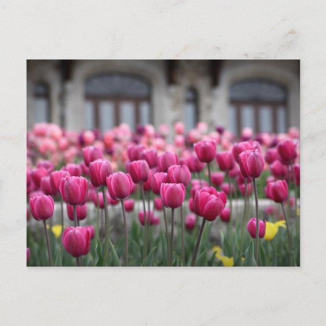 Tulipanes rosados en Montreal, Canadá - postal (Anverso)