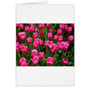 TULIPANES ROSADOS HERMOSOS