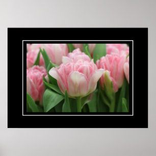 Tulipanes rosados posters